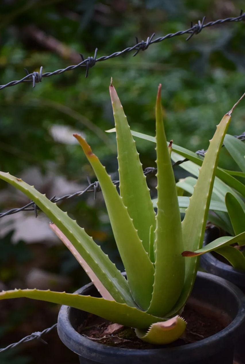 Aloe Vera